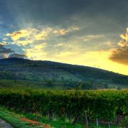 Hungarian Wines on Three, 3 Michelin Star Restaurant Menus | Expat Press Hungary Magazine 4