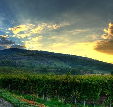 Hungarian Wines on Three, 3 Michelin Star Restaurant Menus | Expat Press Hungary Magazine 4