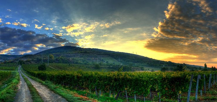 Hungarian Wines on Three, 3 Michelin Star Restaurant Menus | Expat Press Hungary Magazine 4