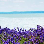 Goodies from Lake Balaton
