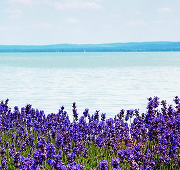 Goodies from Lake Balaton