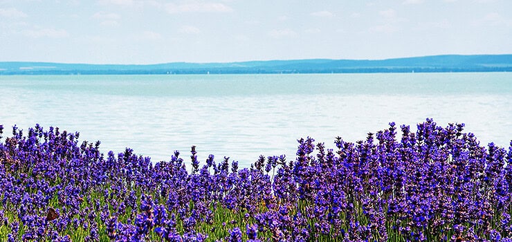 Goodies from Lake Balaton