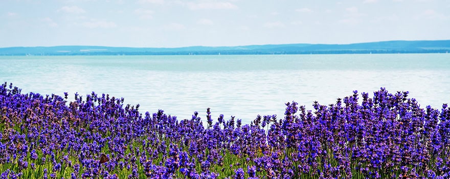Goodies from Lake Balaton