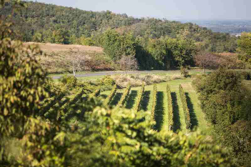 Szekszard Open Cellars 2018 vineyard