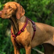 Hungarian vizsla