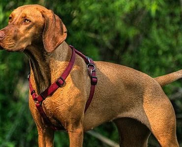 Hungarian vizsla