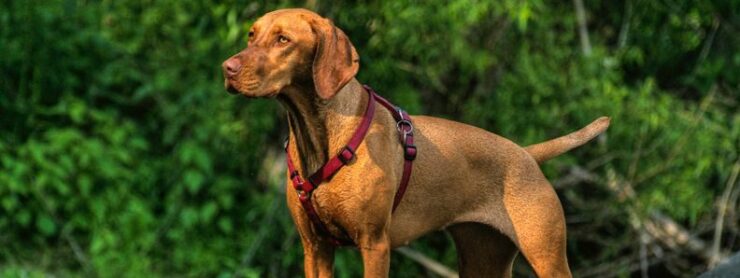 Hungarian vizsla