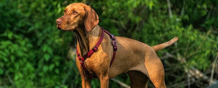 Hungarian vizsla