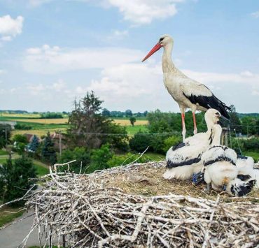 Hungarian storks