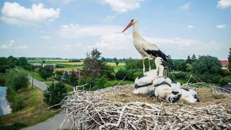 Hungarian storks