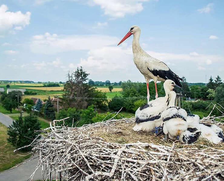 Hungarian storks
