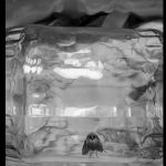 Sylvia Plachy Exhibition in Budapest/Songs in Black and White