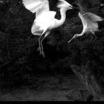 Sylvia Plachy Exhibition in Budapest/Songs in Black and White