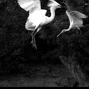 Sylvia Plachy Exhibition in Budapest/Songs in Black and White