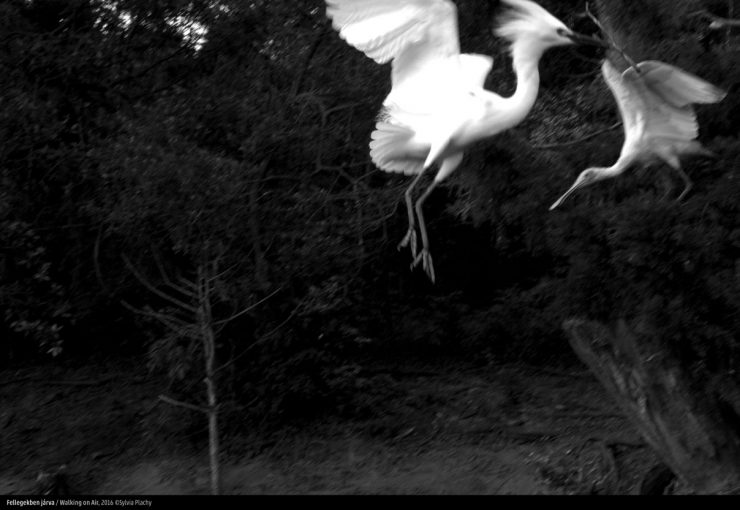 Sylvia Plachy Exhibition in Budapest/Songs in Black and White