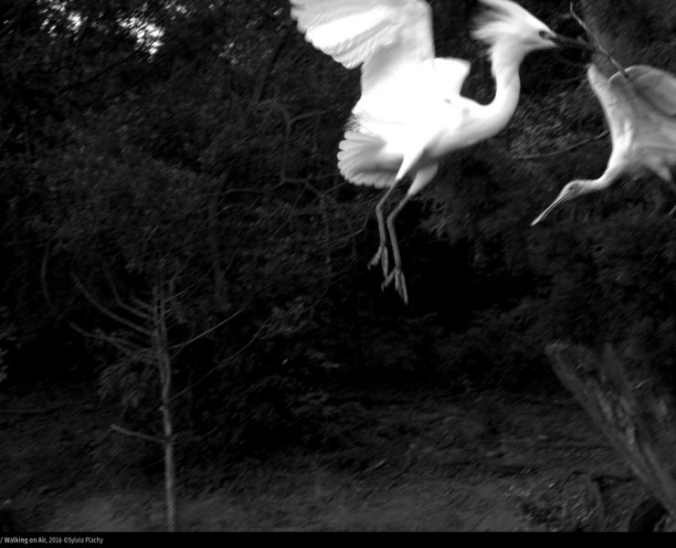 Sylvia Plachy Exhibition in Budapest/Songs in Black and White