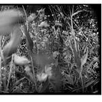 Sylvia Plachy Exhibition in Budapest/Songs in Black and White